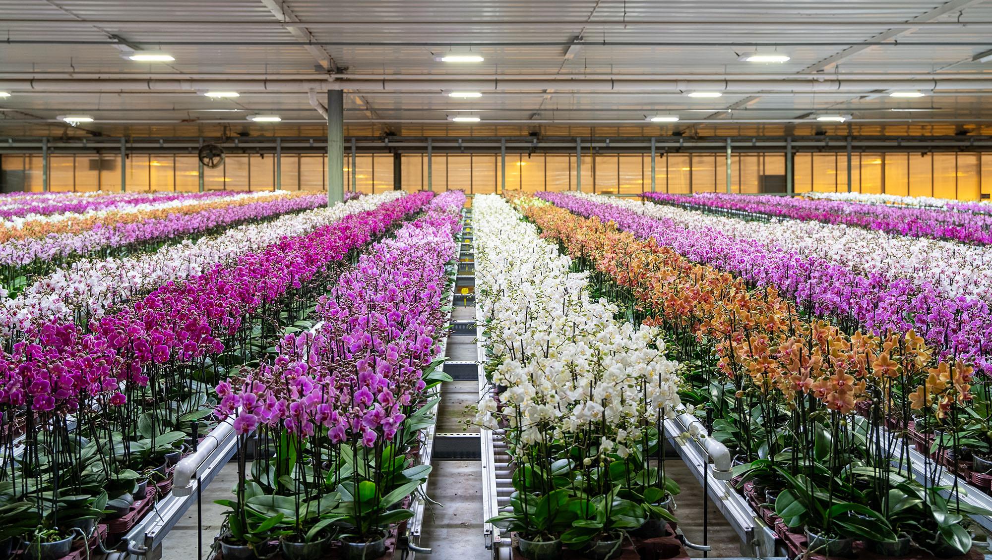 Plant Partners kwekers in beeld